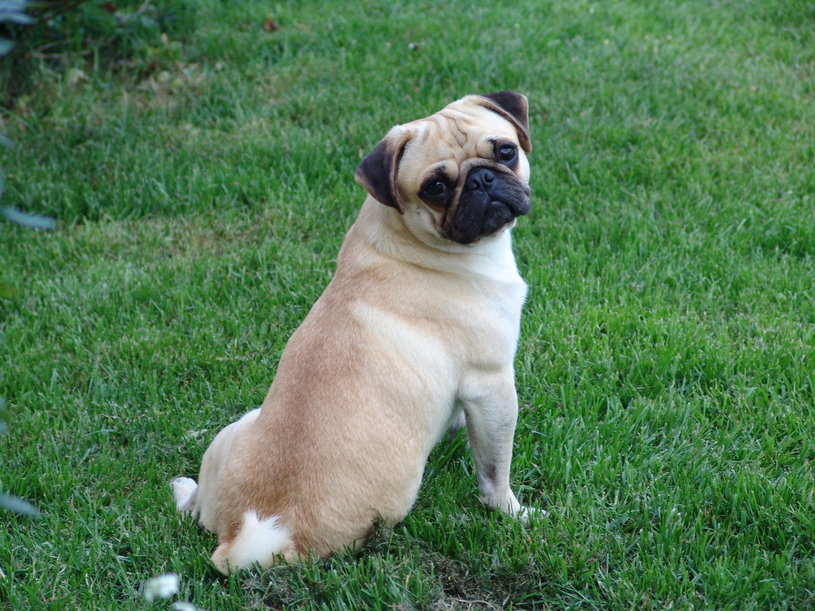 Enrico vom Falkenberg
       JOE !!!