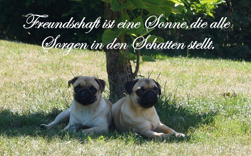 Angel und Mopsi !
Die Zwei hab ich zurückgenommen sind jetzt 7 Monate alt