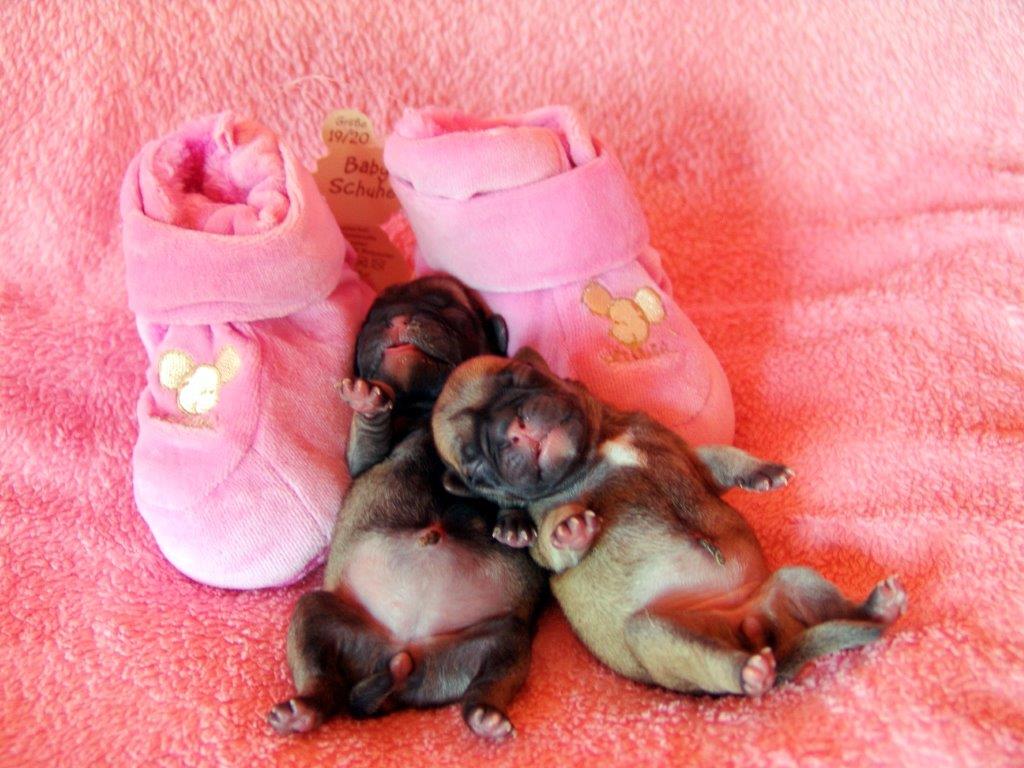 Zwei süsse Mädels in apricot und
golddust