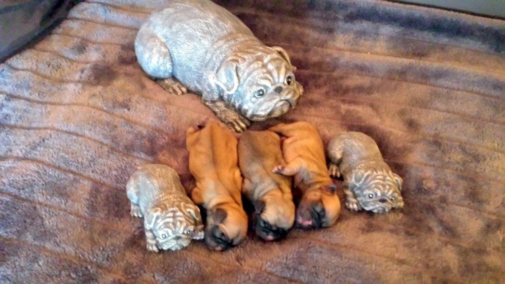 Paulas Welpen am  02.07.2016 geboren.